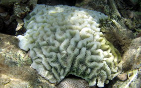 Giant Brain Coral - Colpophyllia natans