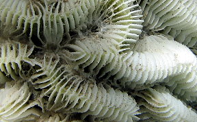 Giant Brain Coral - Colpophyllia natans