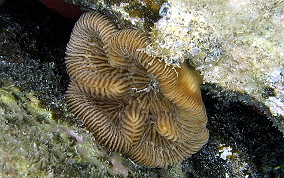 Giant Brain Coral - Colpophyllia natans