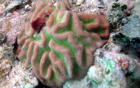 Giant Brain Coral - Colpophyllia natans