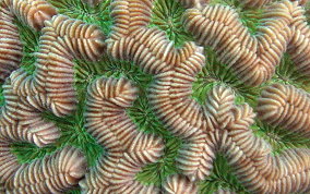 Giant Brain Coral - Colpophyllia natans