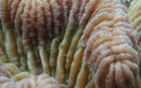 Giant Brain Coral - Colpophyllia natans