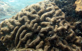 Giant Brain Coral - Colpophyllia natans