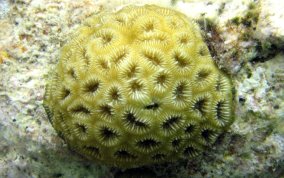 Golfball Coral