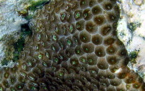 Great Star Coral - Montestrea cavernosa