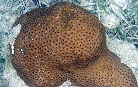 Great Star Coral - Montestrea cavernosa