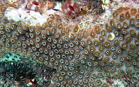 Great Star Coral - Montestrea cavernosa