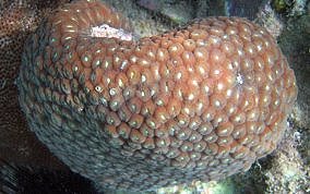 Great Star Coral - Montestrea cavernosa