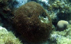 Great Star Coral - Montestrea cavernosa