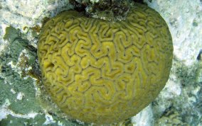 Grooved Brain Coral - Diploria labyrinthiformis