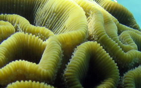 Grooved Brain Coral - Diploria labyrinthiformis