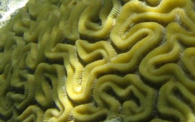 Grooved Brain Coral - Diploria labyrinthiformis