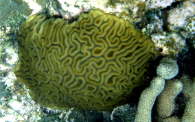 Grooved Brain Coral