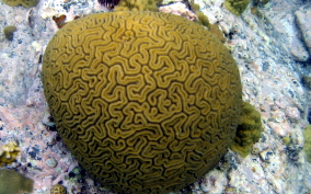 Grooved Brain Coral - Diploria labyrinthiformis