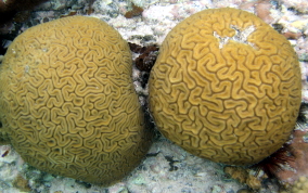 Grooved Brain Coral - Diploria labyrinthiformis