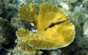 Fused Staghorn Coral