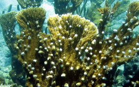 Elkhorn Coral - Acropora palmata 