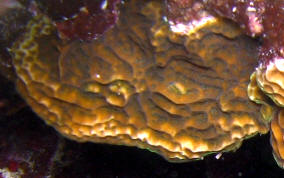 Low Relief Lettuce Coral