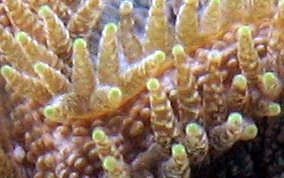 Knobby Brain Coral - Diploria clivosa