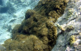 Knobby Brain Coral - Diploria clivosa