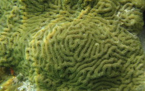 Knobby Brain Coral - Diploria clivosa