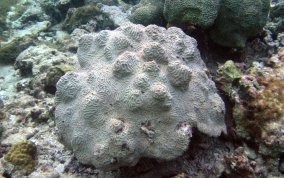 Knobby Brain Coral