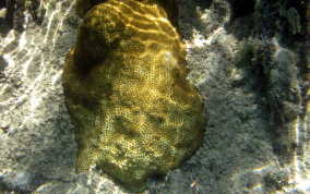 Knobby Star Coral - Solenastrea hyades