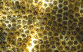 Knobby Star Coral - Solenastrea hyades