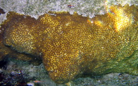 Knobby Star Coral - Solenastrea hyades