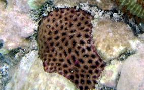 Lesser Starlet Coral