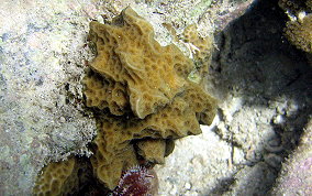 Lettuce Coral - Agaricia spp. 