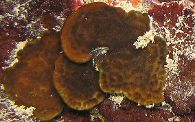 Lettuce Coral - Agaricia spp. 