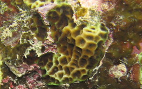 Lettuce Coral - Agaricia spp. 