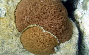 Massive Starlet Coral - Siderastrea siderea