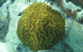 Maze Coral