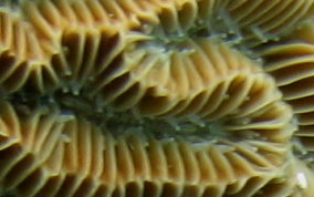 Maze Coral - Meandrina meandrites