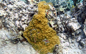 Mustard Hill Coral - Porites astreoides