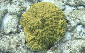 Mustard Hill Coral - Porites astreoides