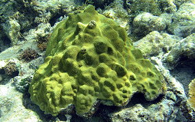 Mustard Hill Coral - Porites astreoides