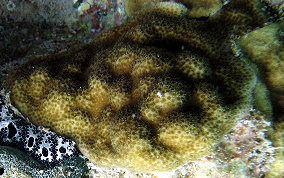 Mustard Hill Coral - Porites astreoides