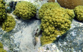 Mustard Hill Coral - Porites astreoides