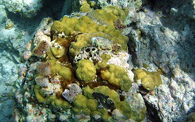 Mustard Hill Coral - Porites astreoides