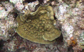 Mustard Hill Coral - Porites astreoides