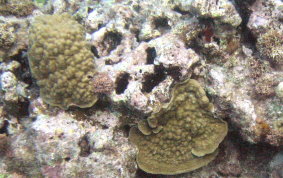 Mustard Hill Coral - Porites astreoides