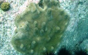 Pillar Coral - Dendrogyra cylindrus