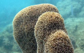 Pillar Coral - Dendrogyra cylindrus