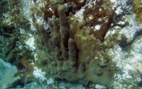 Pillar Coral