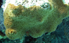 Pillar Coral - Dendrogyra cylindrus