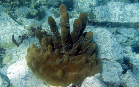 Pillar Coral - Dendrogyra cylindrus