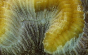 Rose Coral - Manicina areolata